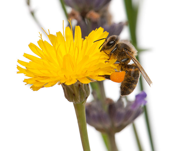 A bee is sitting on the flower of a dandelion.
